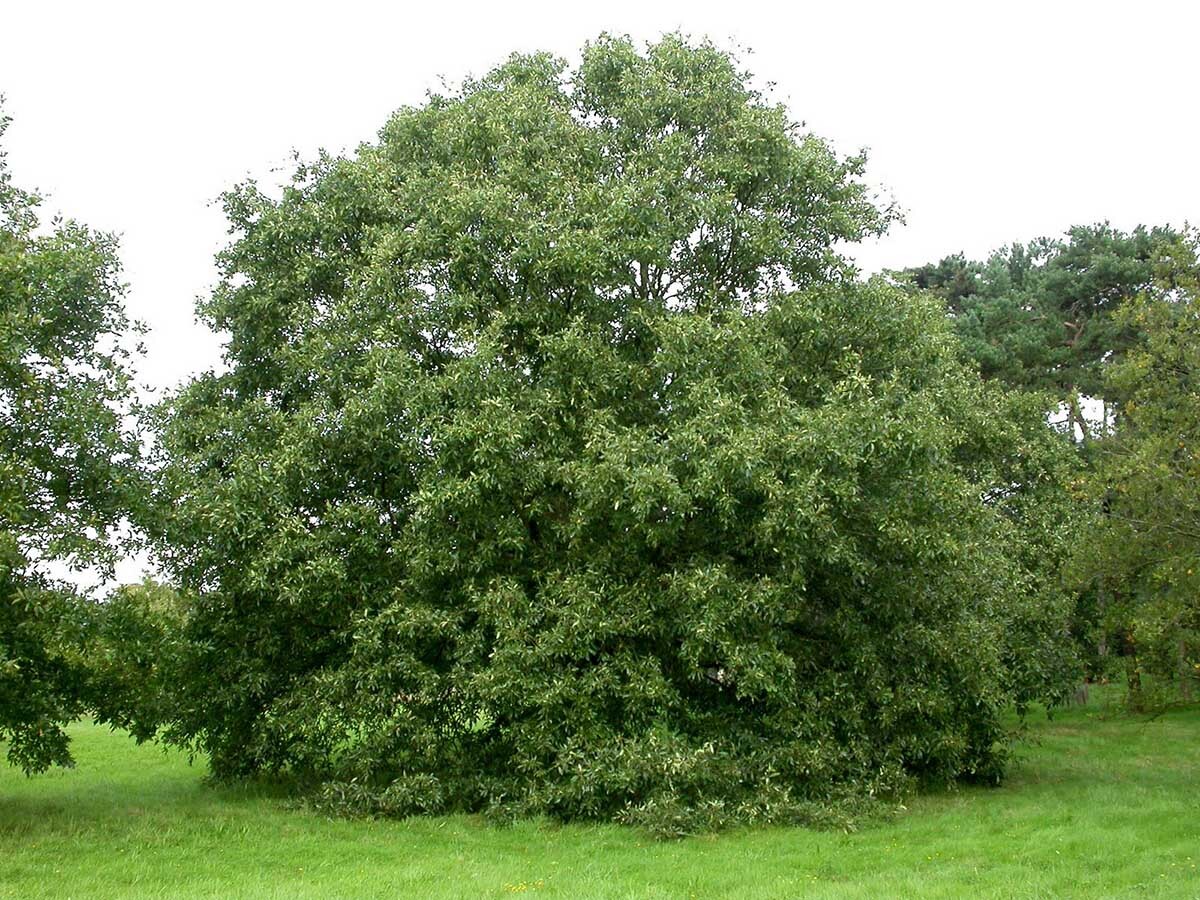  ویول 